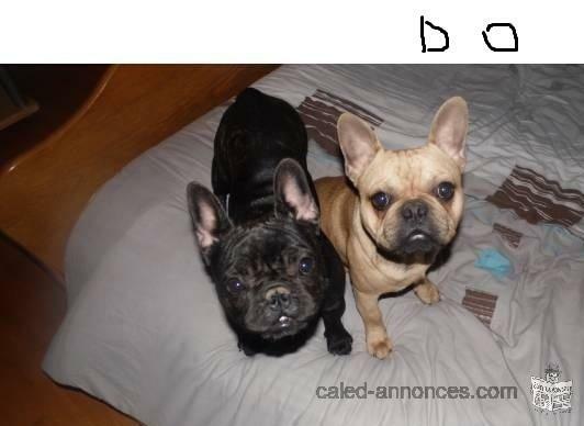 Magnifiques chiots bouledogue francais