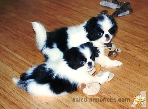 Cute Japanese Chin puppies for Adoption